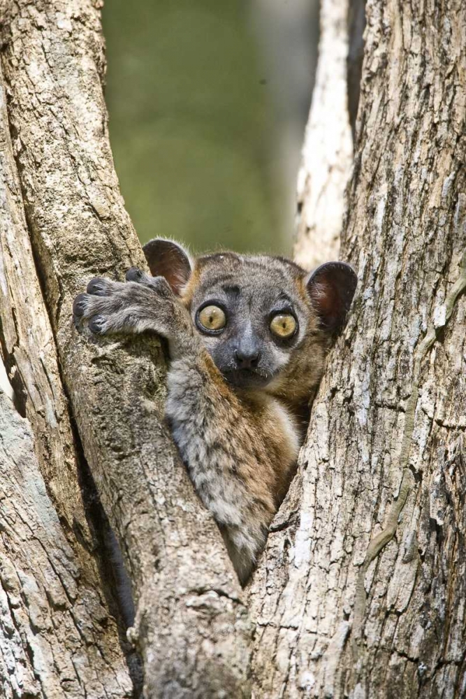 Madagascar White-footed sportive lemur in tree